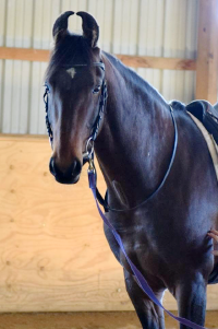 Baba the Marwari Stallion